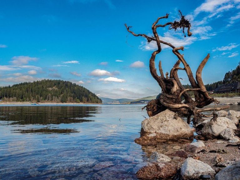 Trockenbaum über ruhigem Wasser mit Hügeln im Hintergrund und blauem Himmel.
